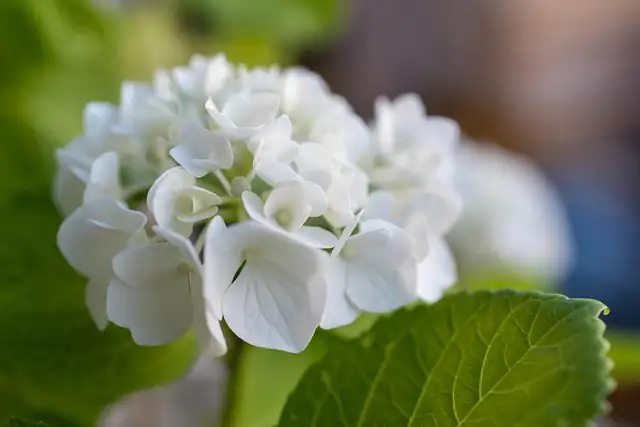 hydrangea cuttings rooting hormone dip