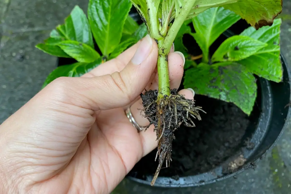 hydrangea cuttings water propagation roots