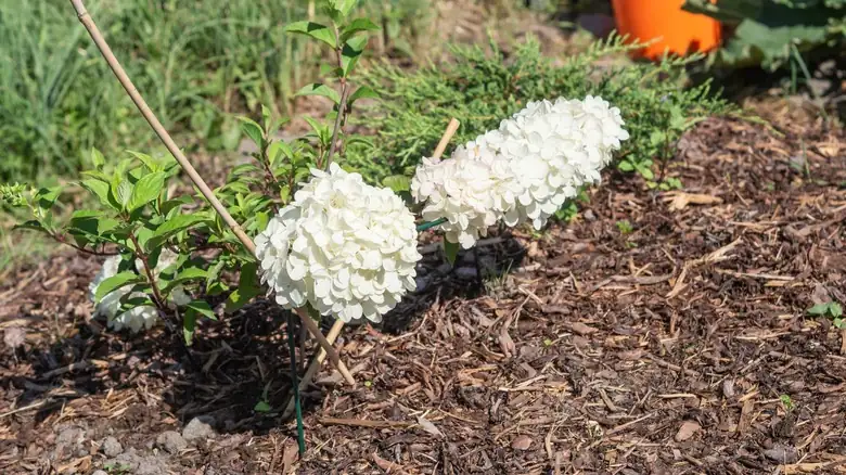 hydrangea winter protection mulch