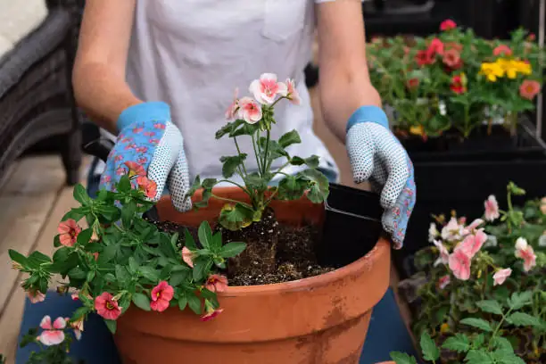 hydrangea repotting hands terracotta pot