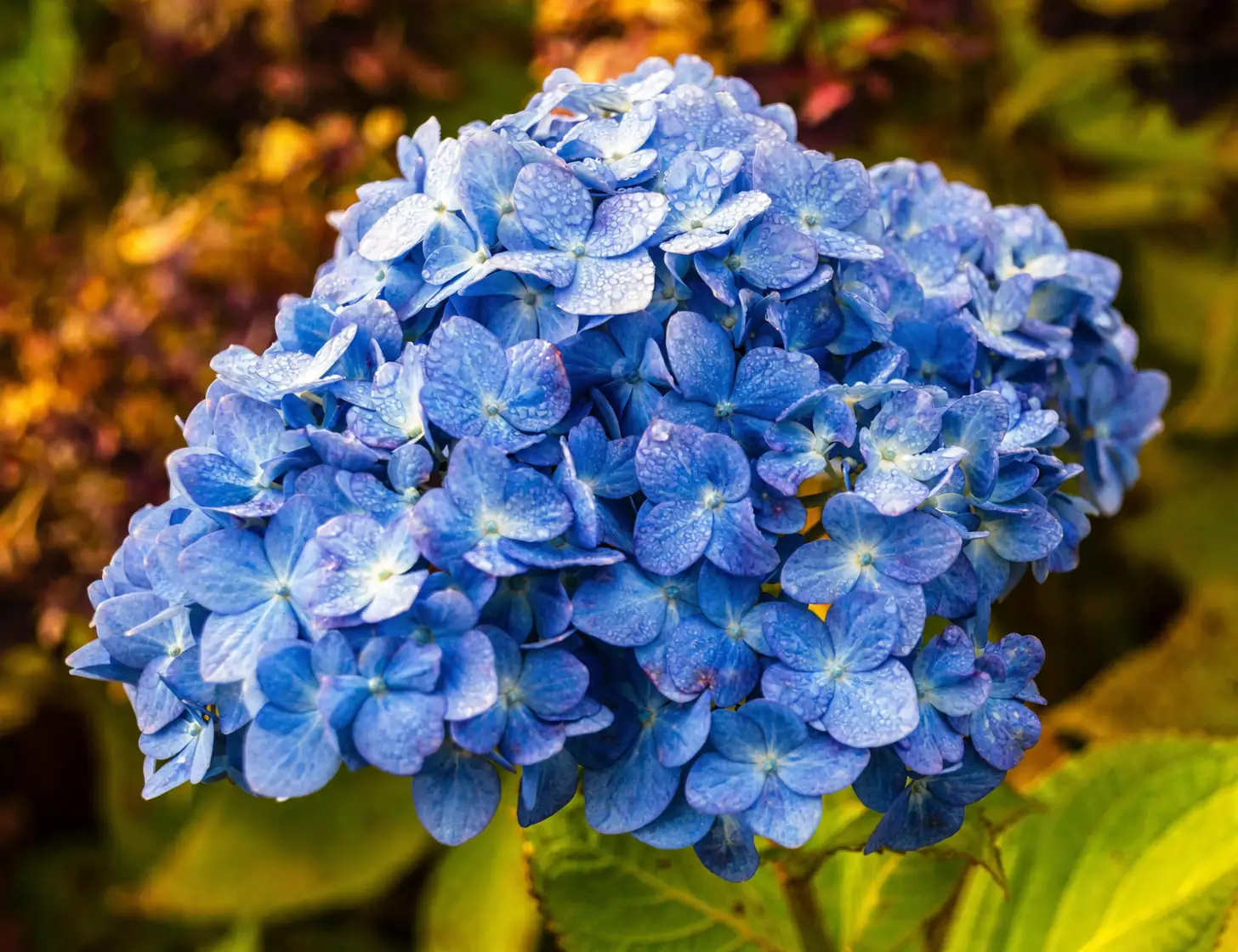 hydrangea blue pink comparison
