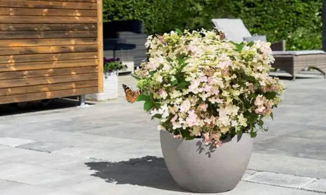 hydrangea balcony container arrangement