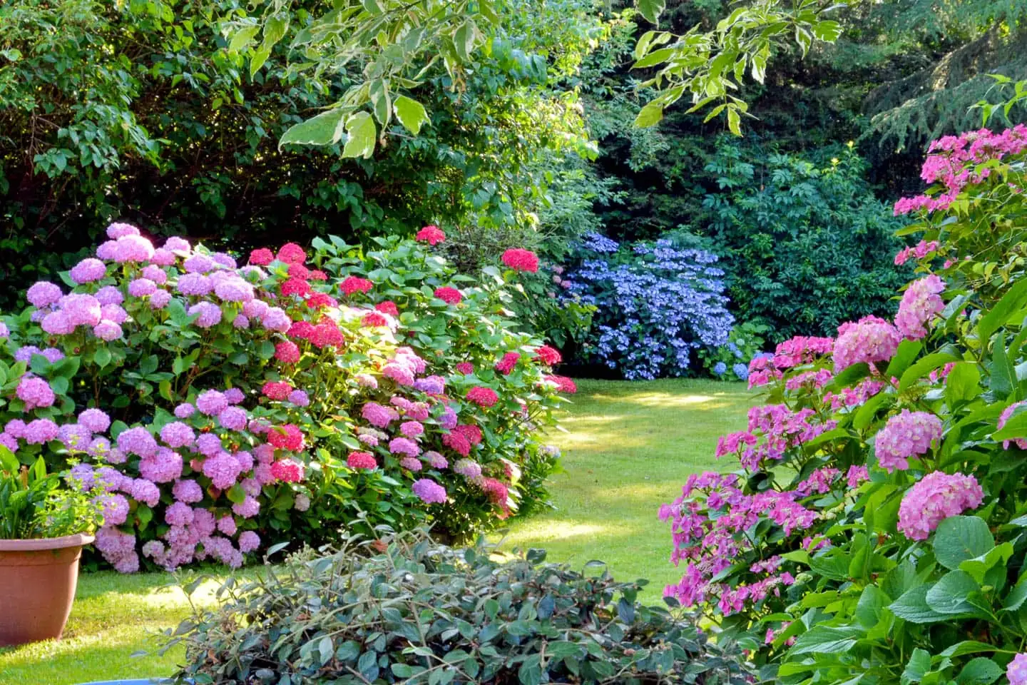 hydrangea garden border semi shade