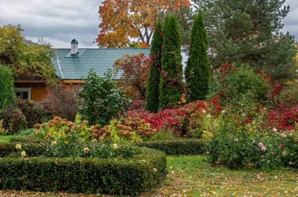 hydrangea pruning after flowering