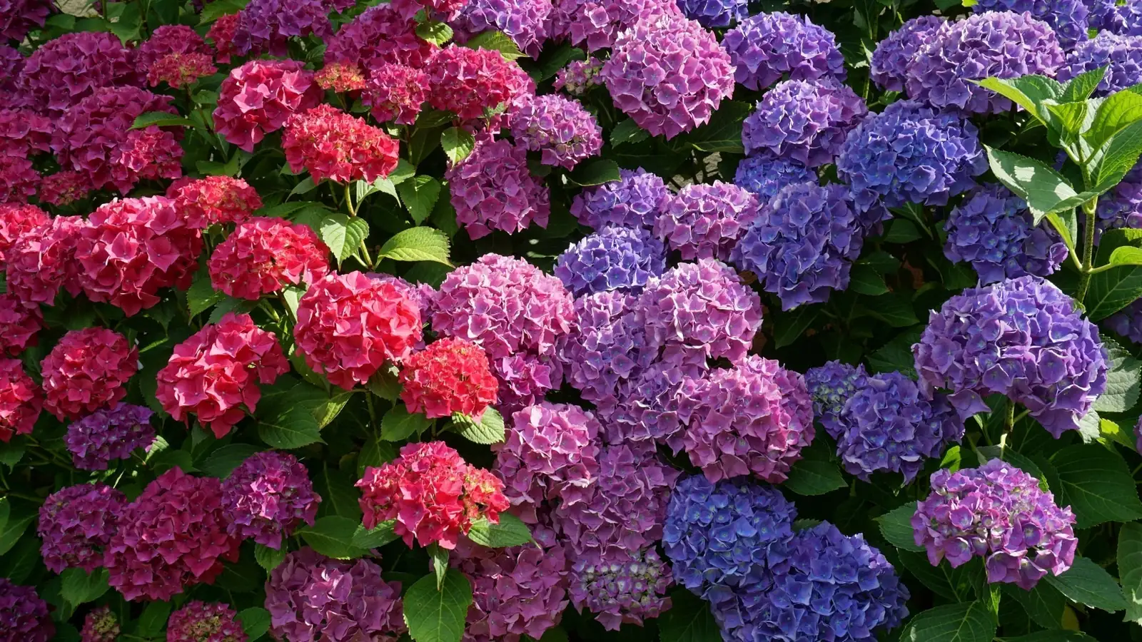 hydrangea blue and pink blooms
