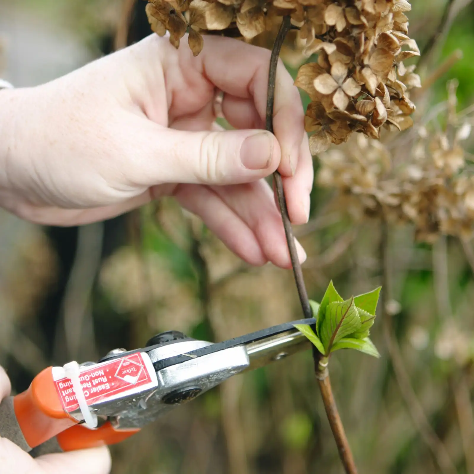 hydrangea deadheading shears close-up