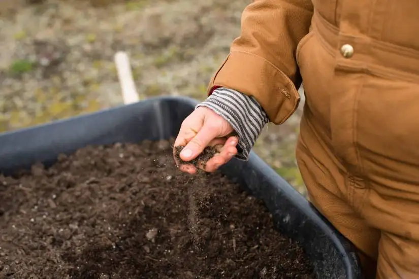 sage soil moisture check hand