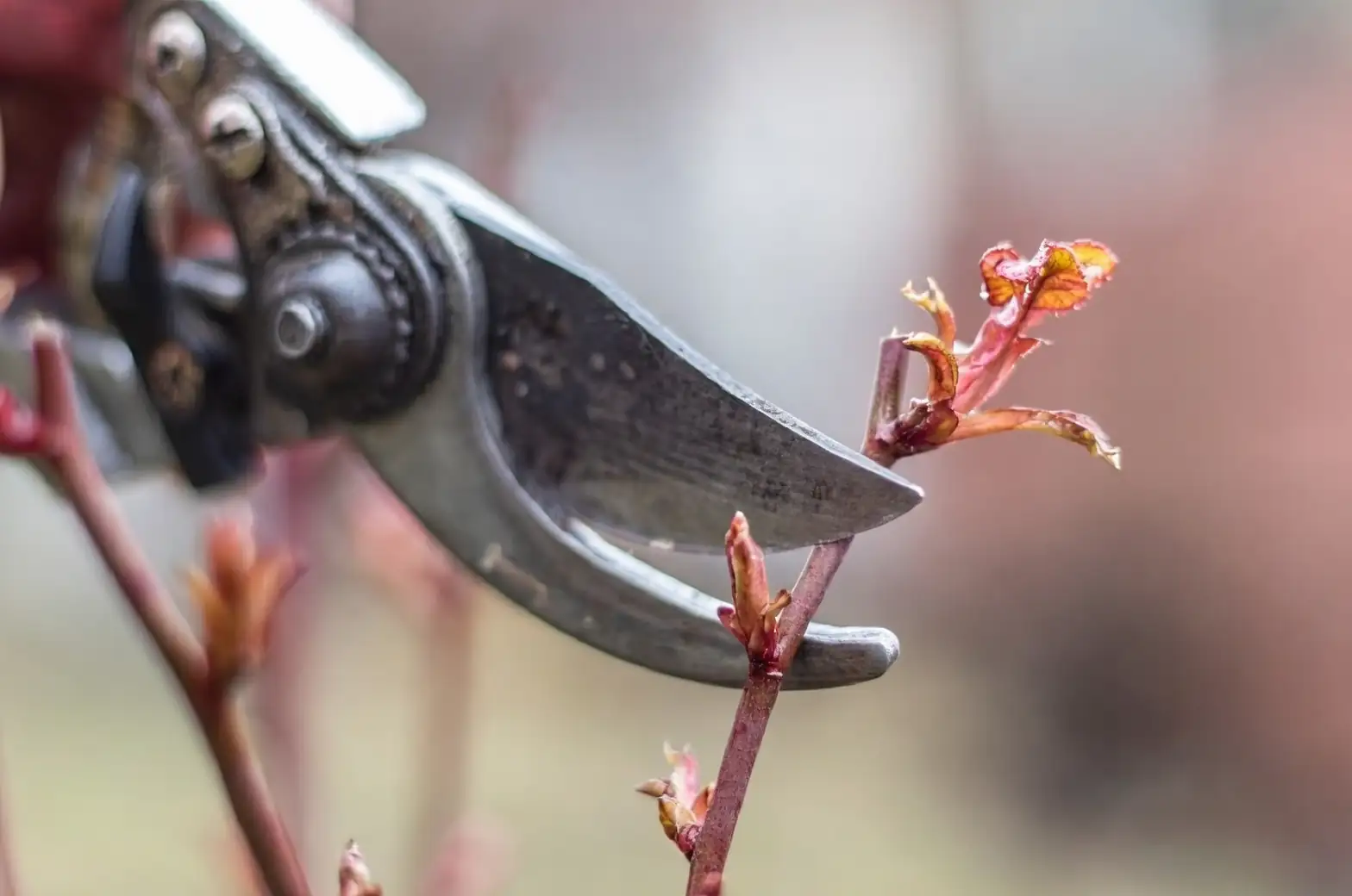 sage pruning shears harvest