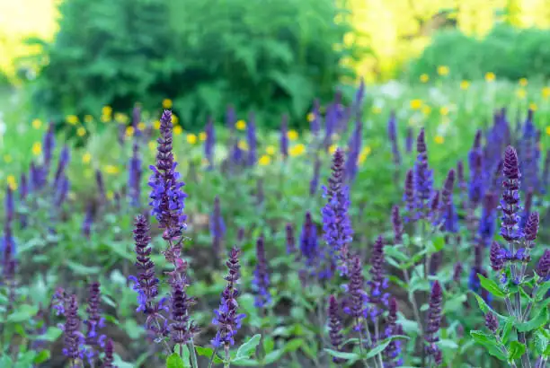 sage purple flowers bees