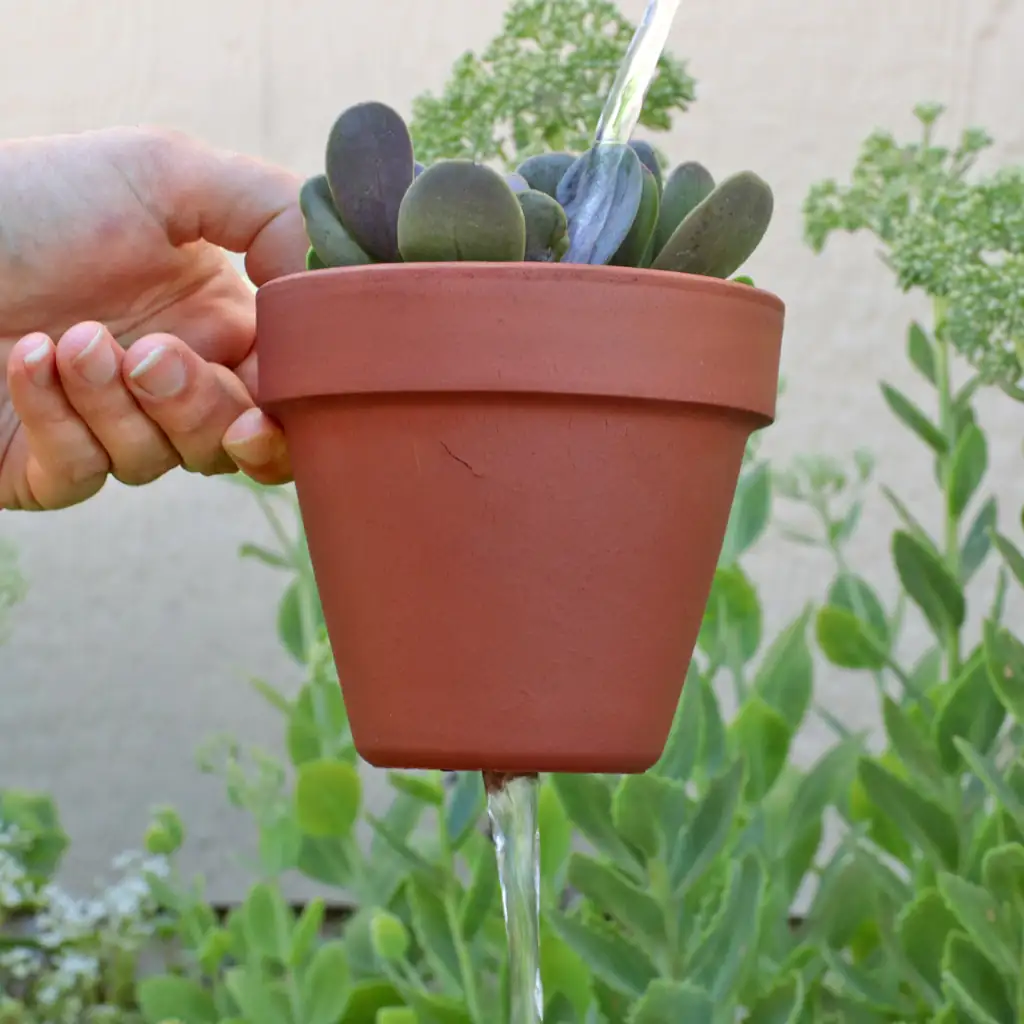 repotting sage gritty soil