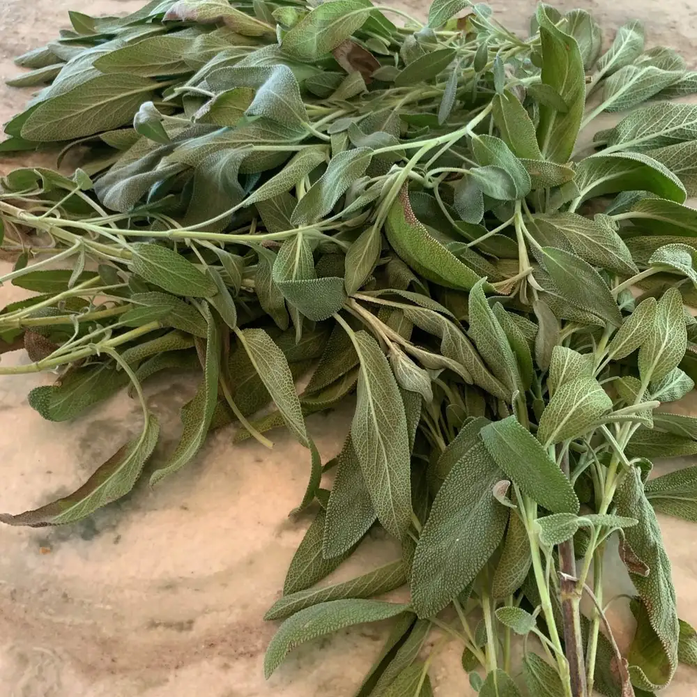 sage harvest fresh leaves kitchen