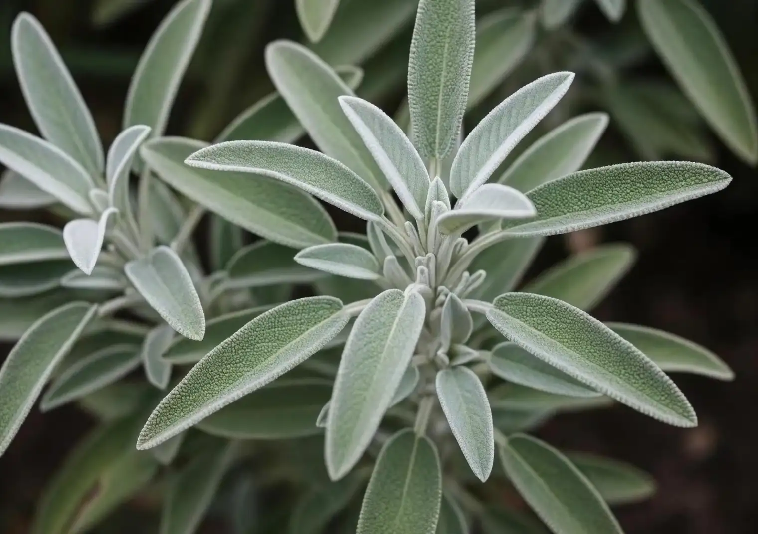 sage leaves silvery texture close-up