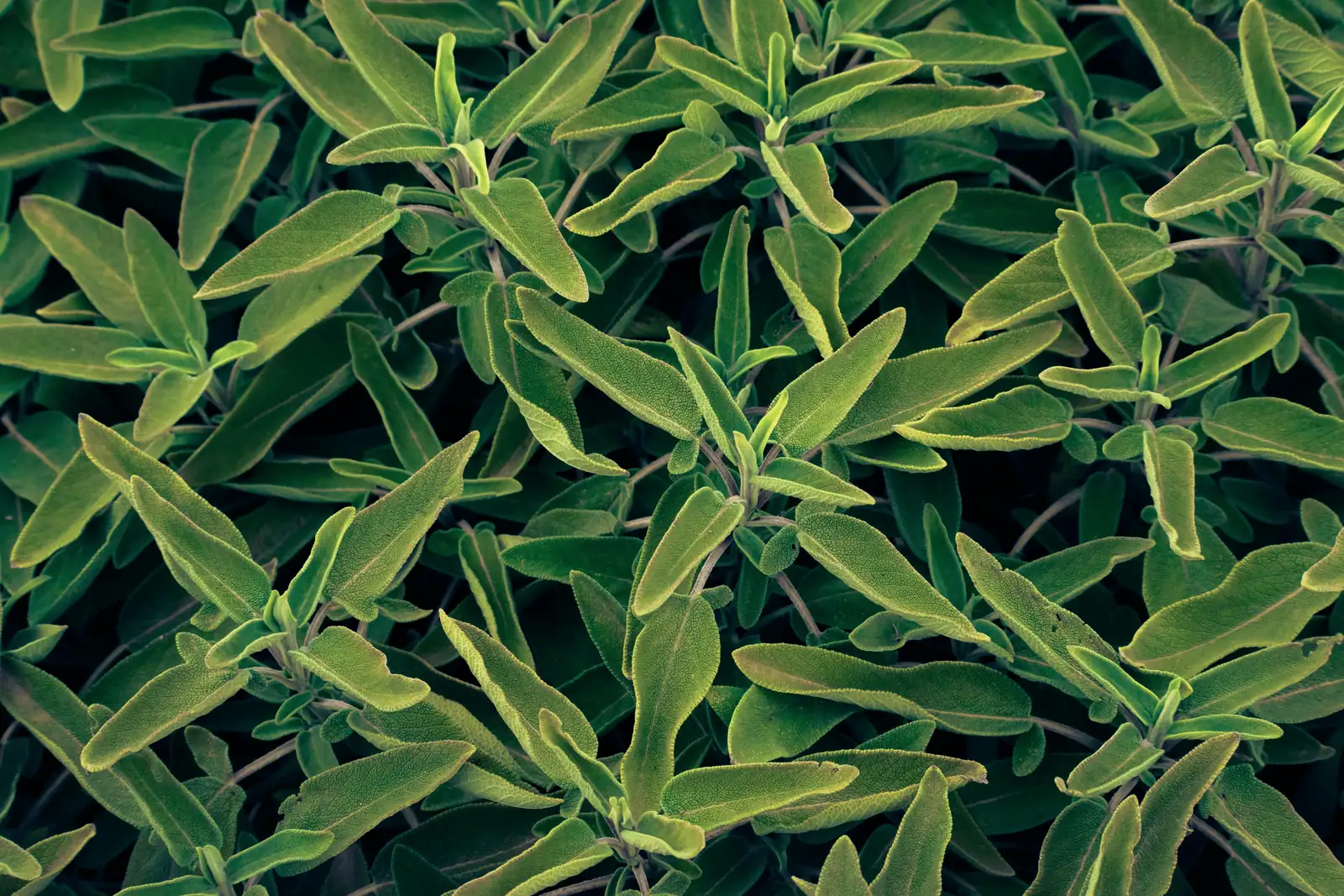 sage leaf hairs macro