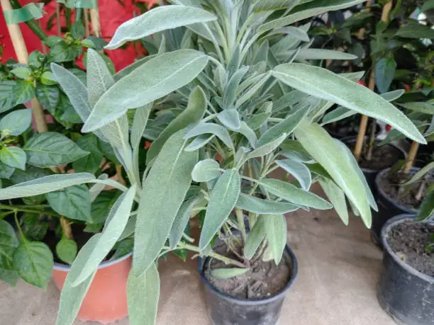一根嫩枝变一丛香草：鼠尾草扦插/压条高成功率指南（含失败排雷）