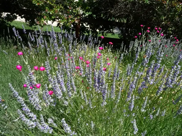 sage and lavender mixed border