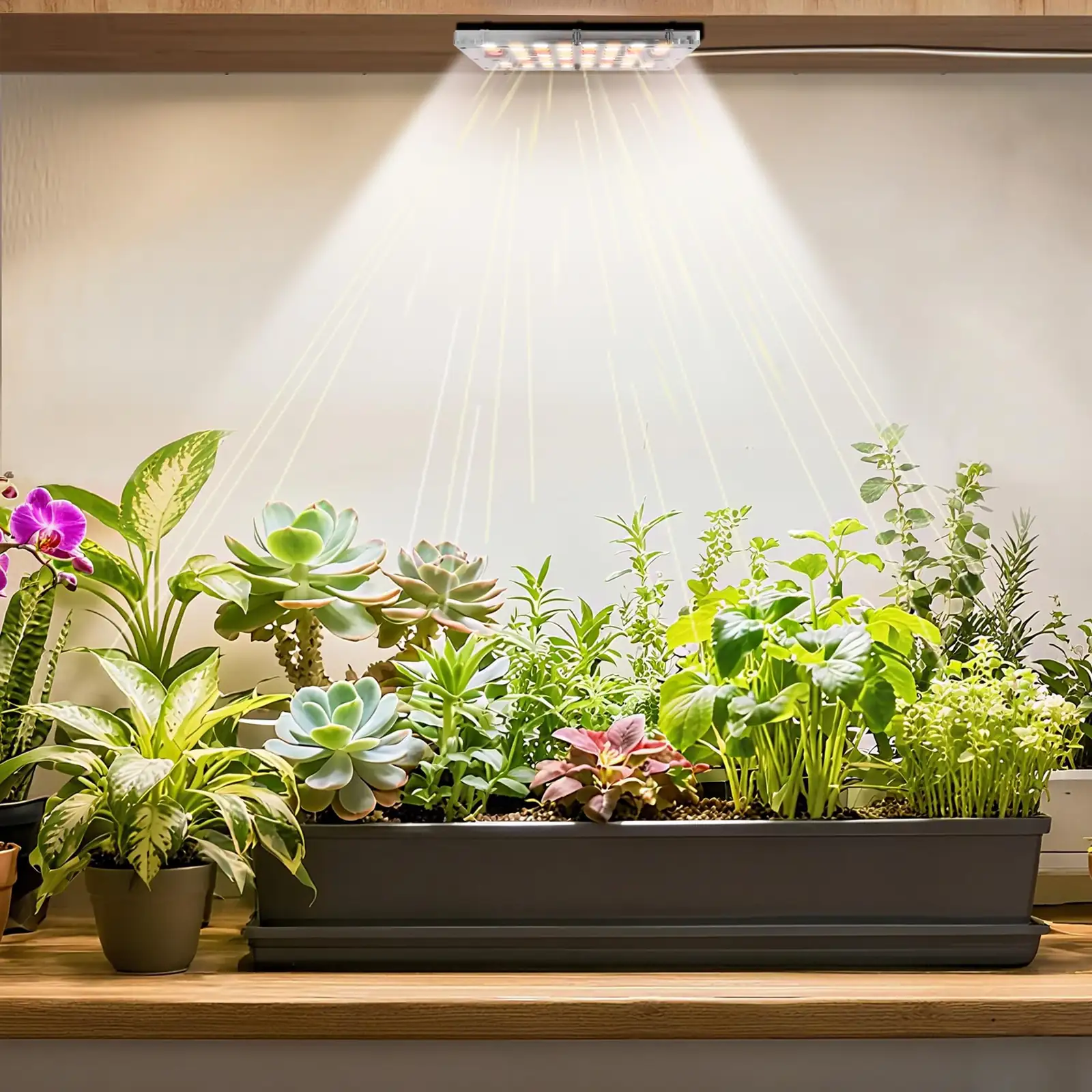 sage under LED grow lights