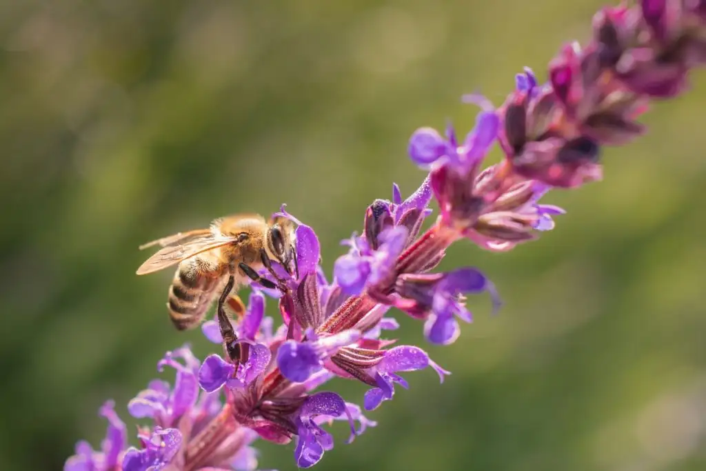 蜜蜂蝴蝶的夏日自助餐：用鼠尾草打造传粉者友好、低维护花园