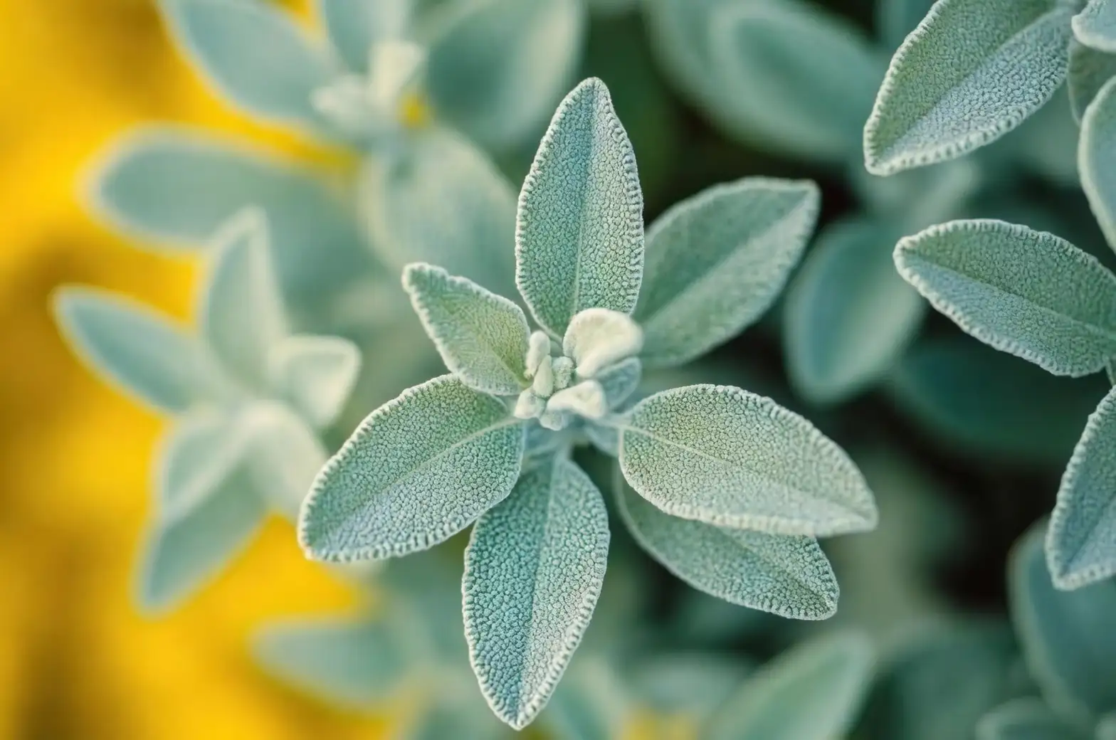 sage leaf close-up silver gray