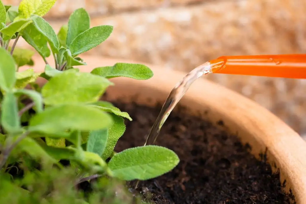 watering sage in terracotta pot