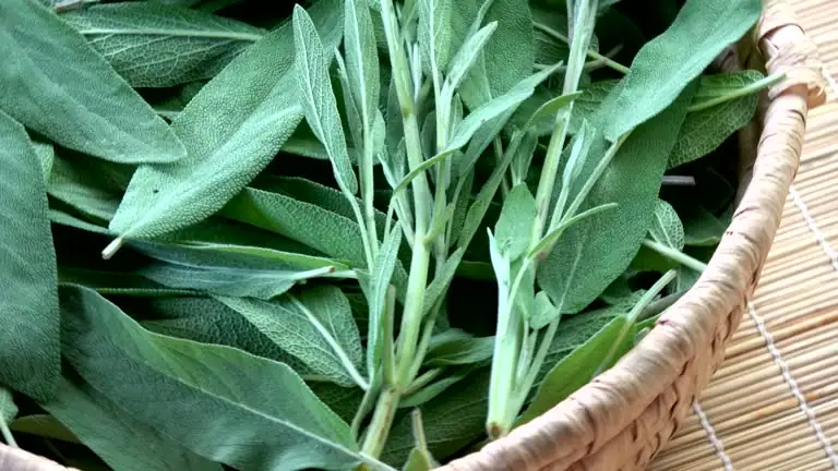 sage leaves in butter pan