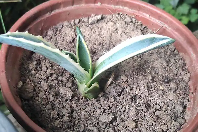 agave watering pot edge close up
