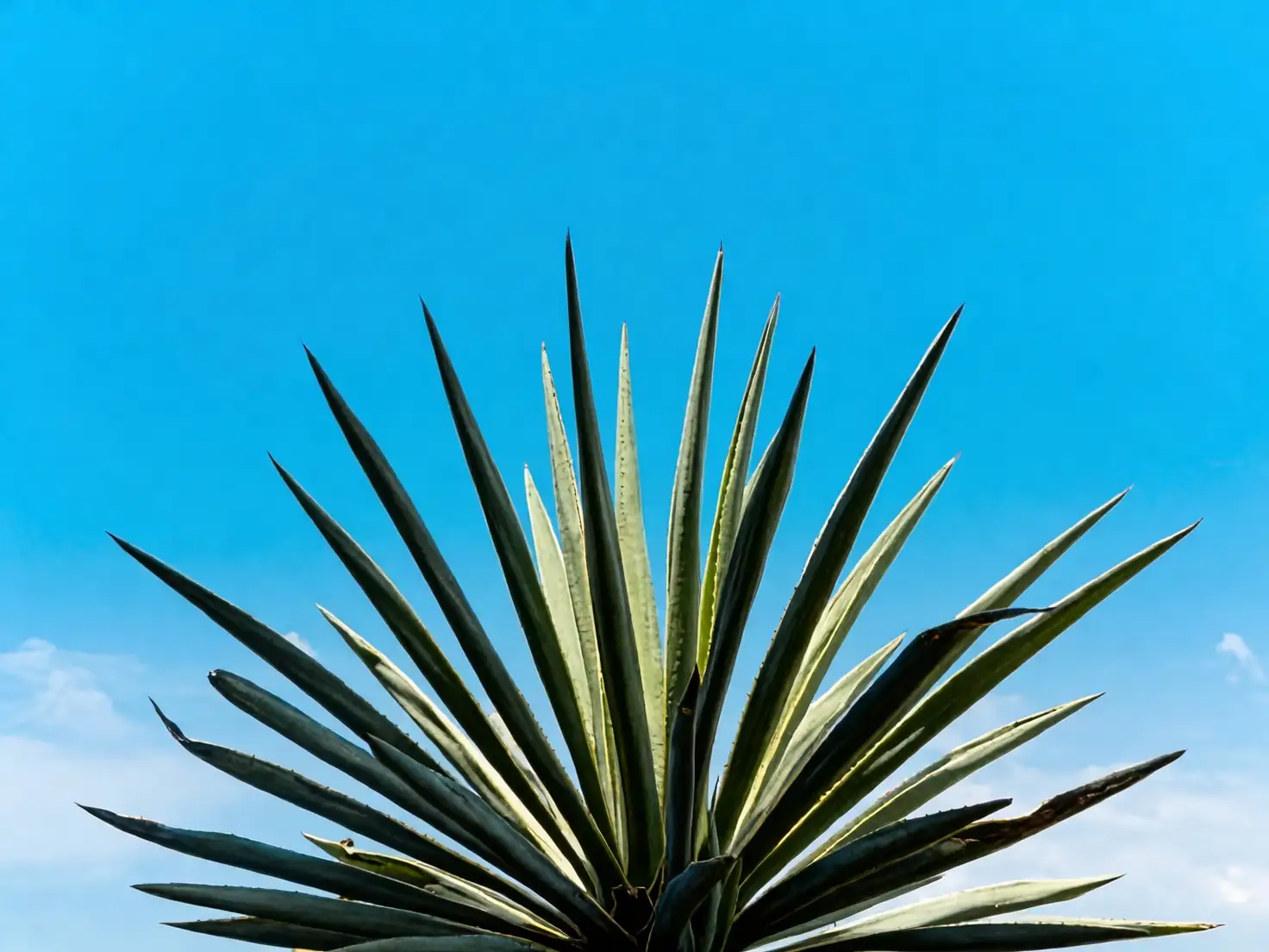 agave indoor south window fan