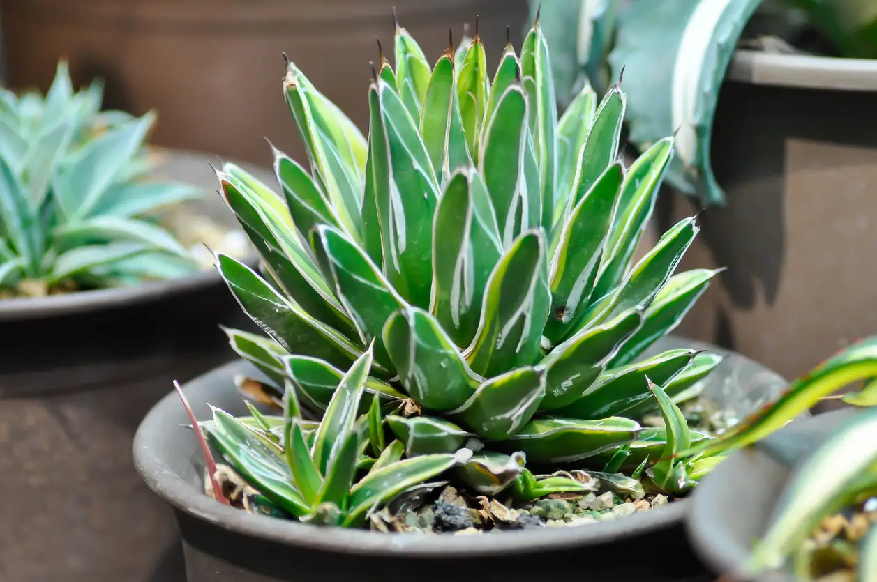 agave winter indoor south window