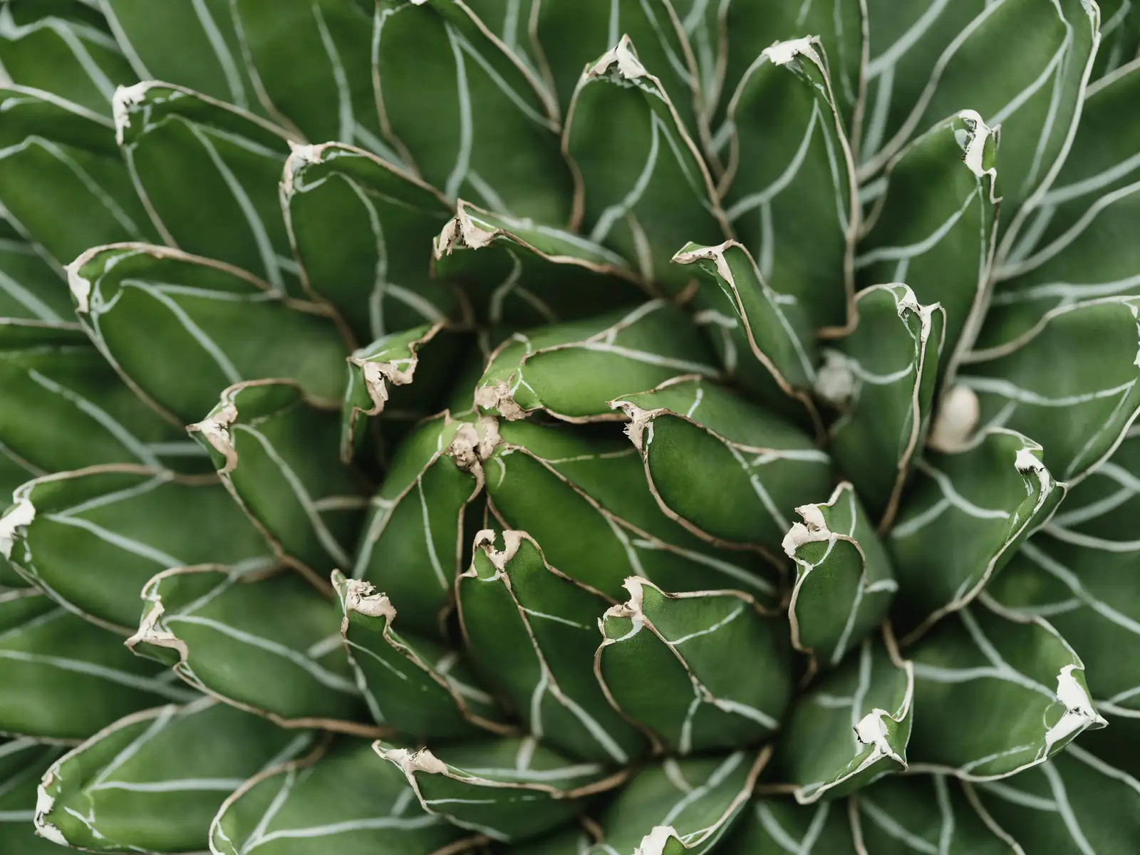 agave scale insect leaf axil