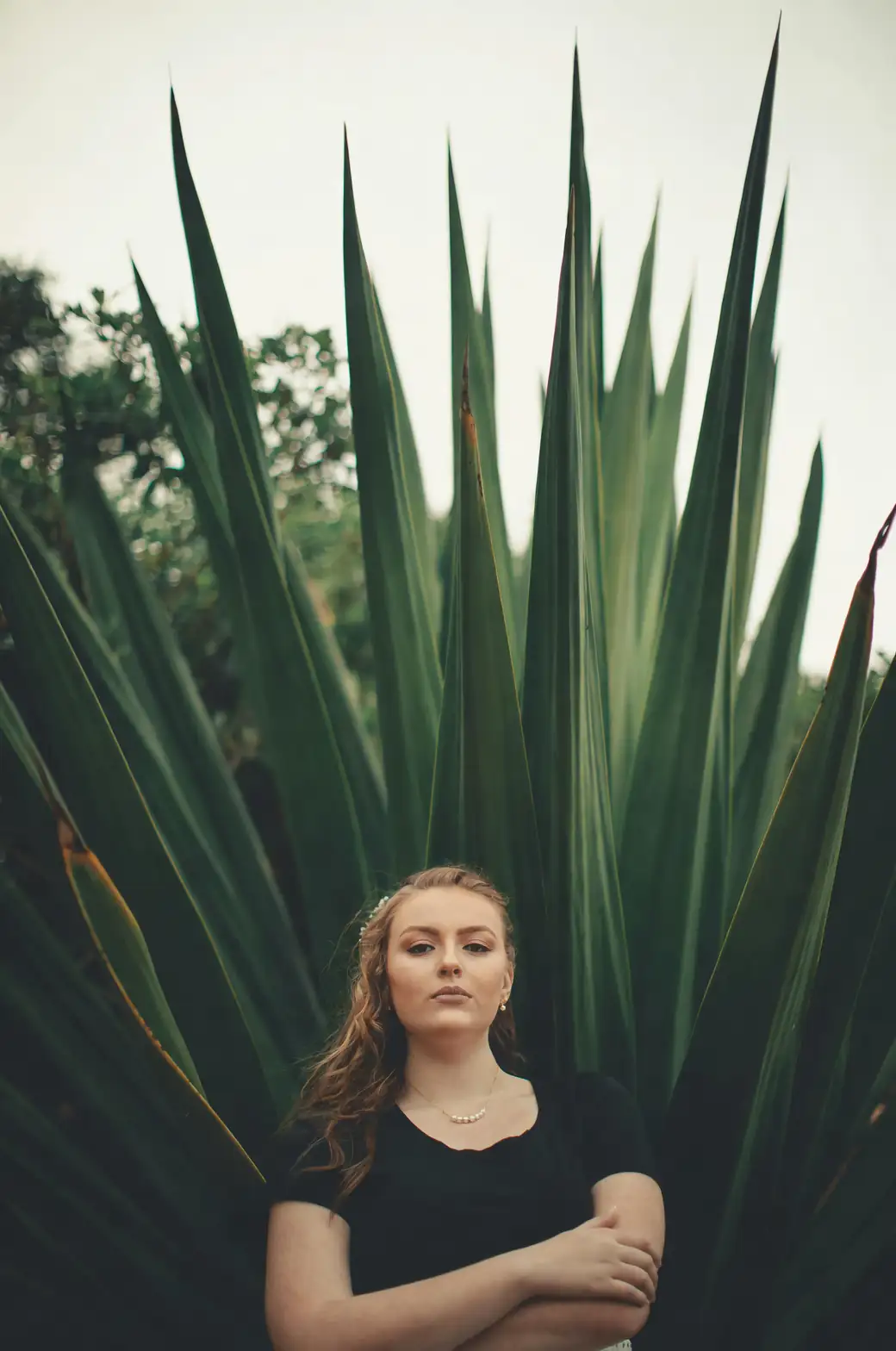agave americana flowering tall stalk