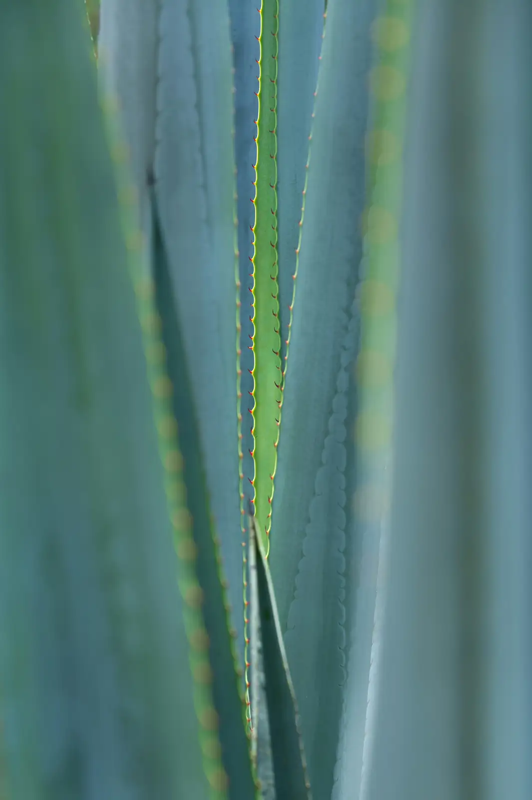 agave americana leaf spines close-up