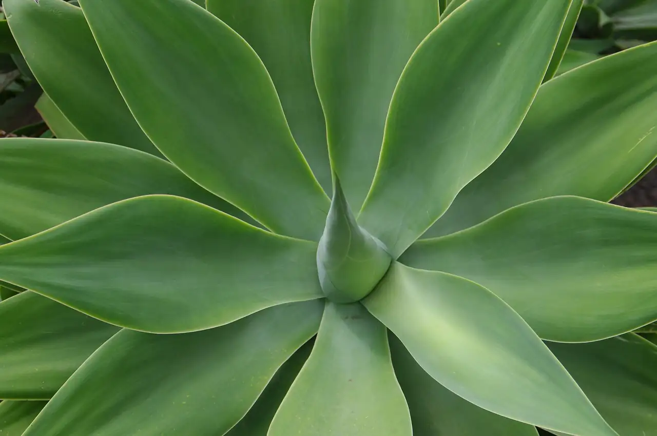 agave americana indoor pot window