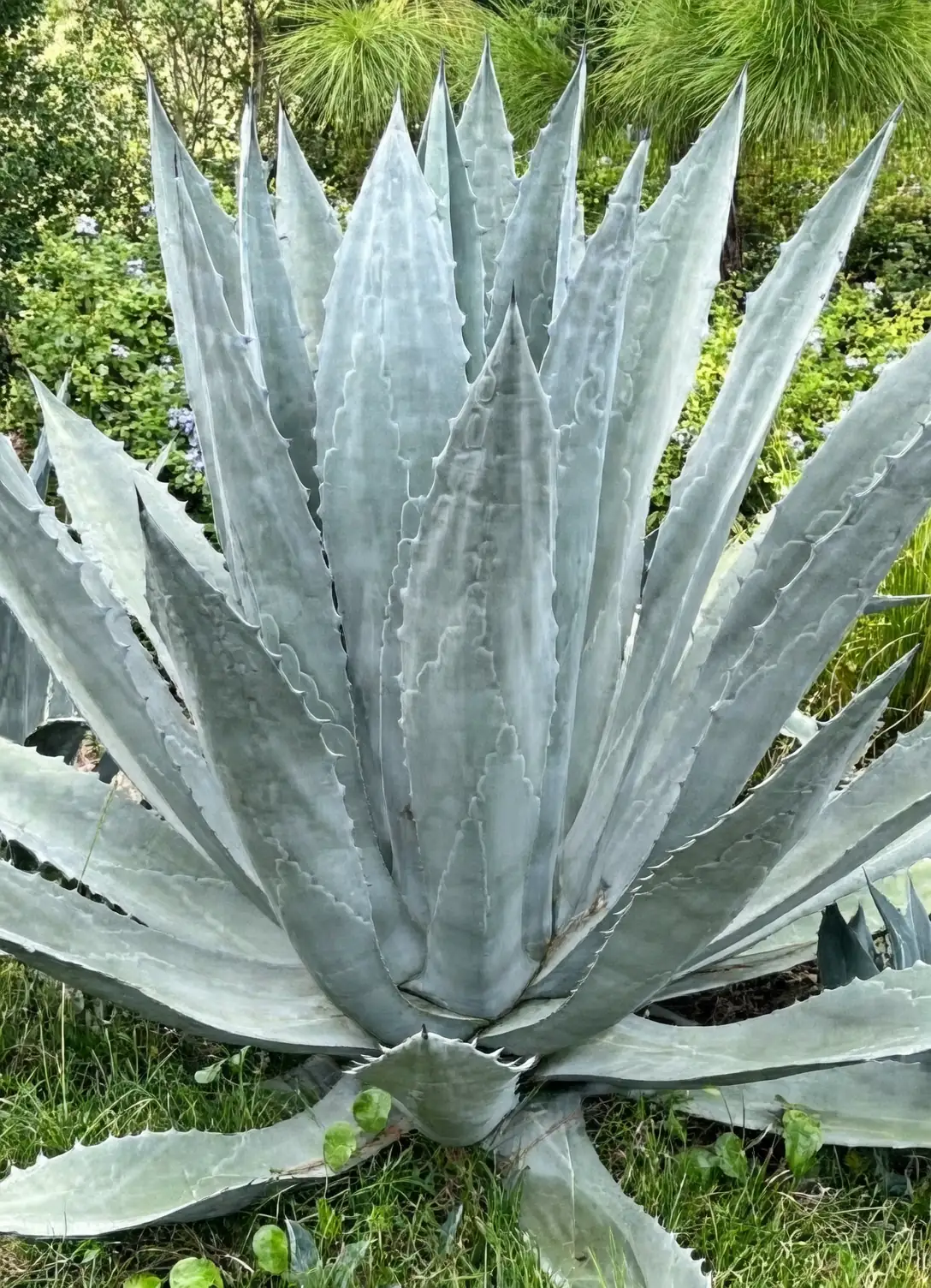 agave americana rosette leaves