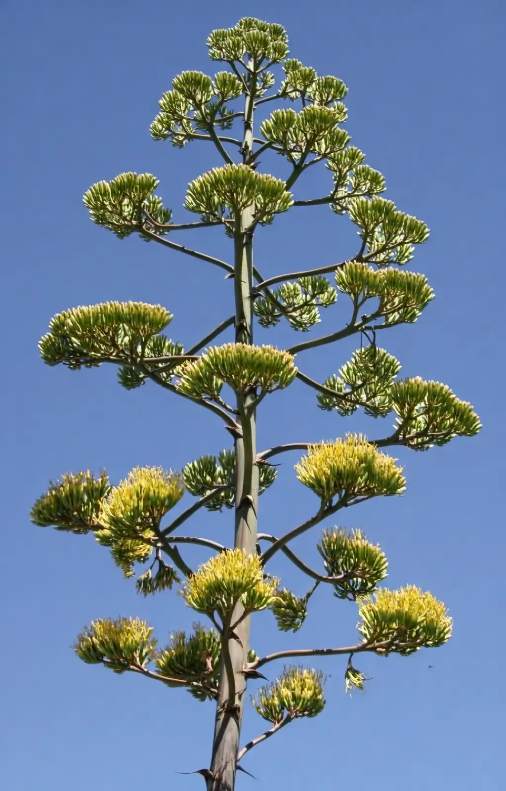 agave americana branching inflorescence