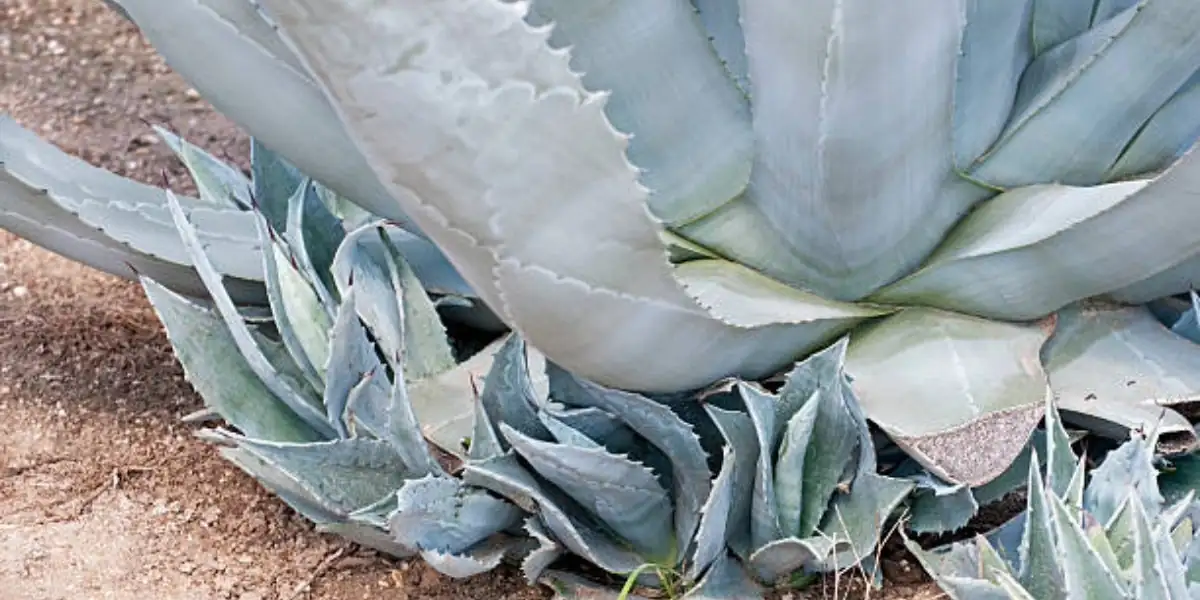 agave americana basal offsets