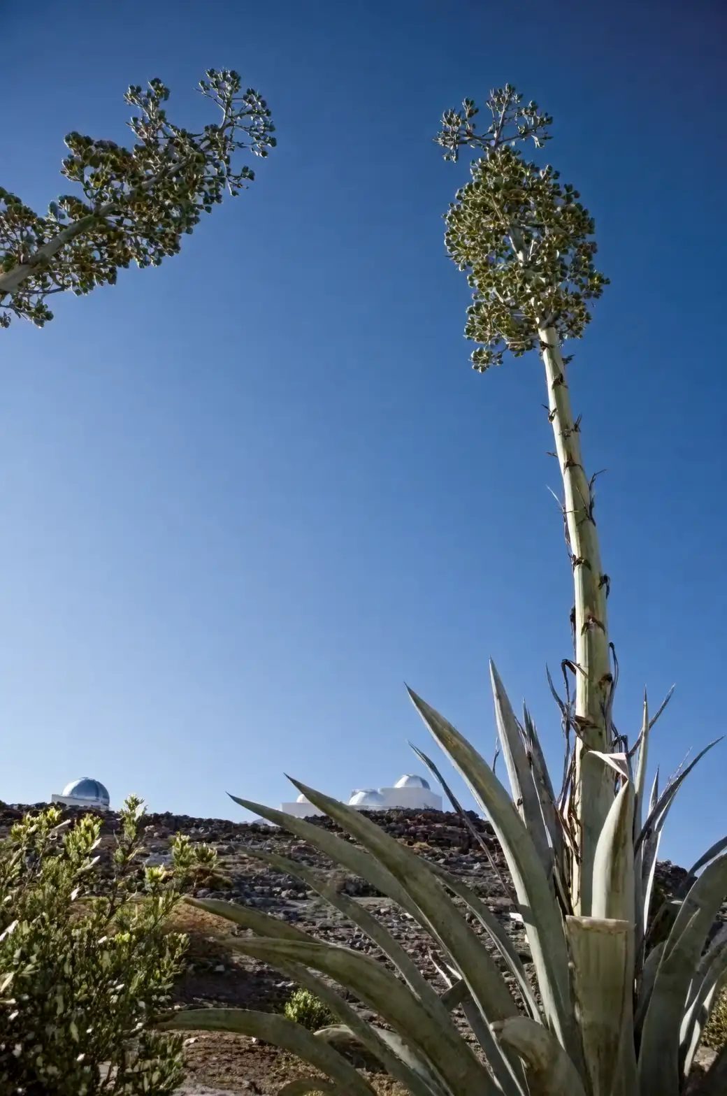 agave americana bulbils on inflorescence