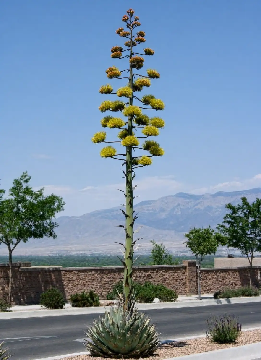 agave americana flowering stalk