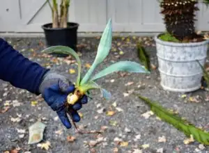agave offsets around base