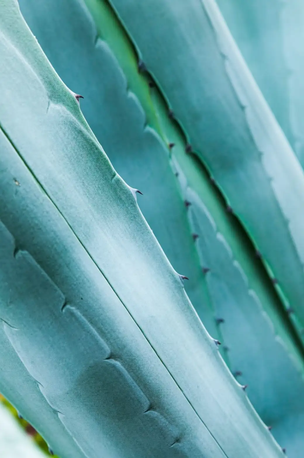 agave leaf spines close-up