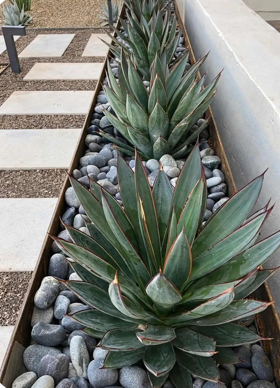 agave balcony corner placement