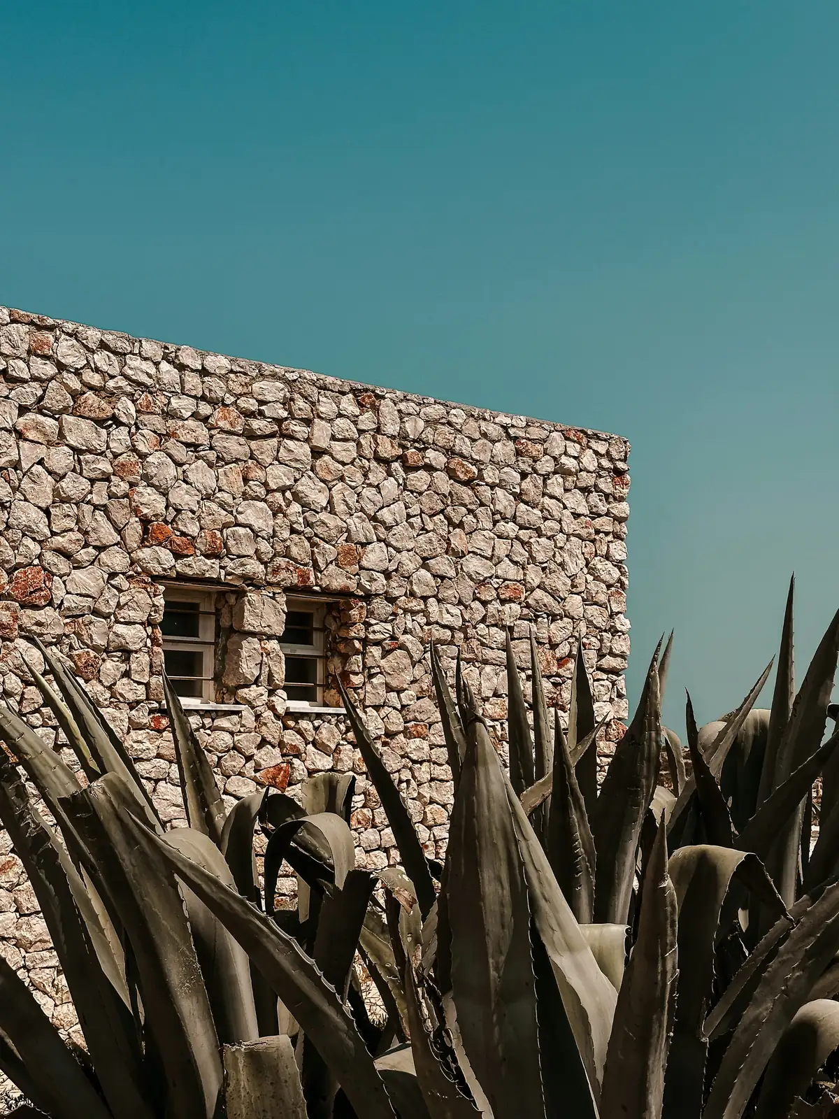 agave garden pathway setback