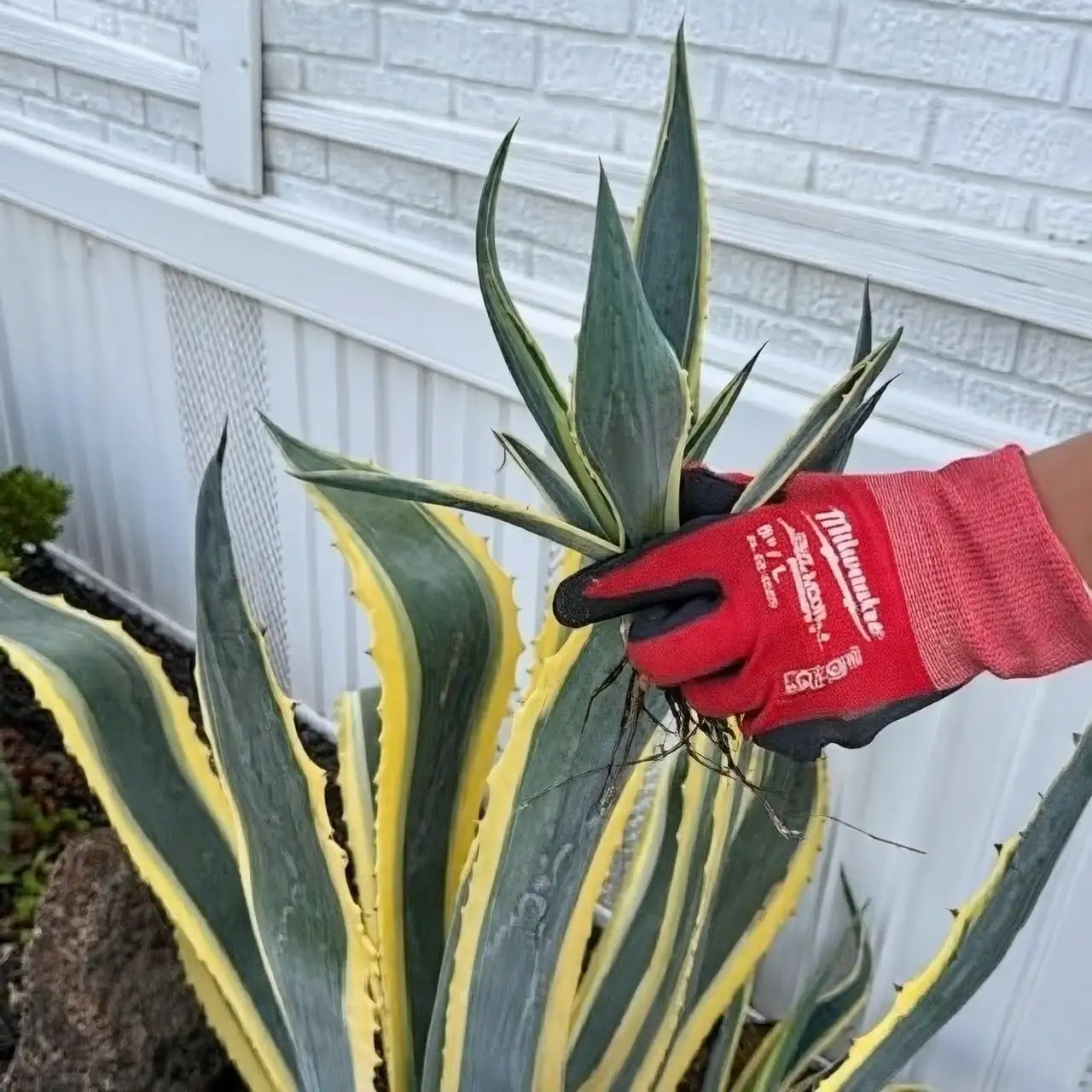 agave americana pup selection hand