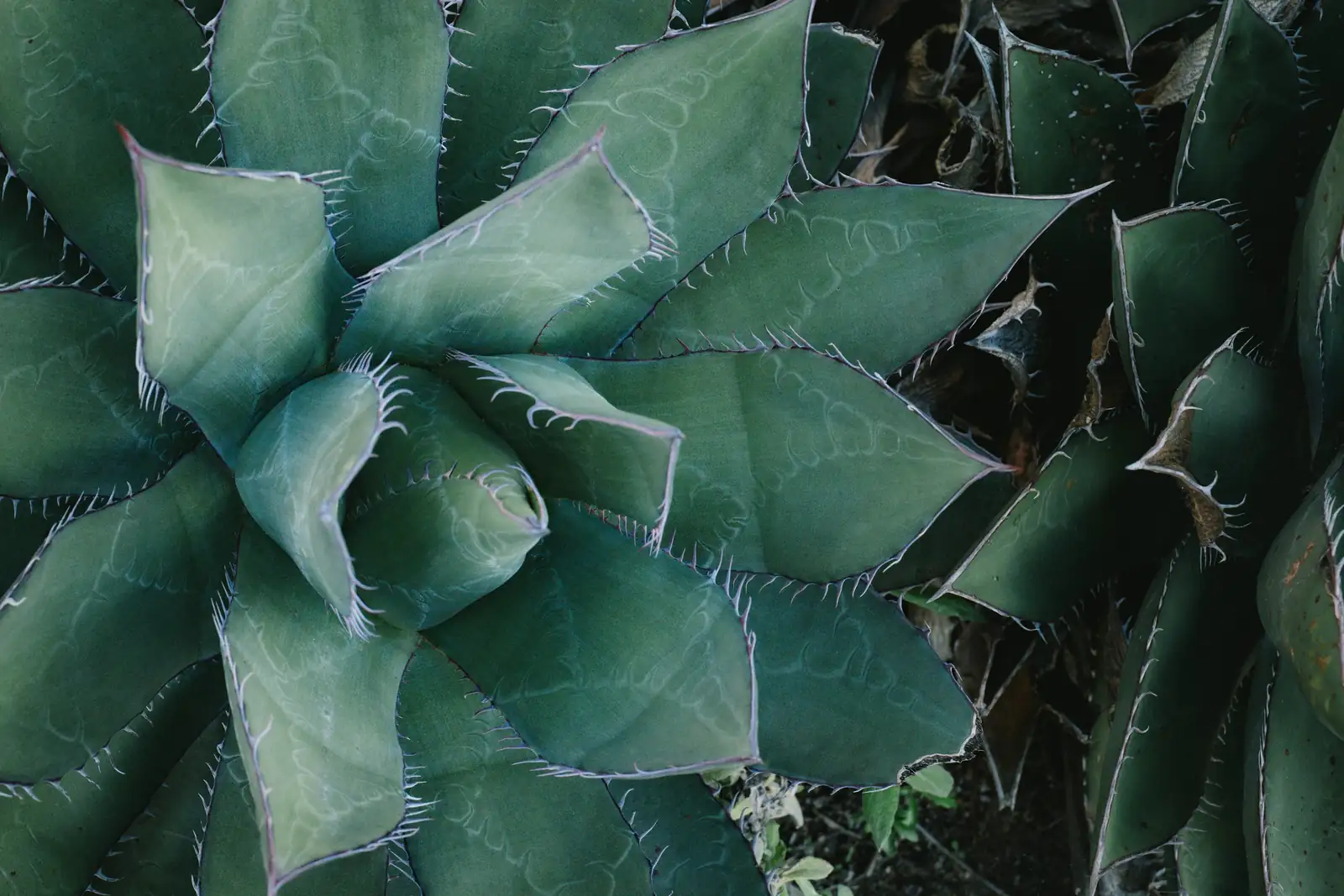 agave americana pup cutting knife