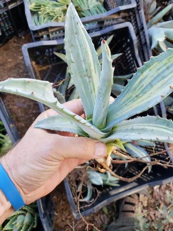 agave americana pup callus sulfur