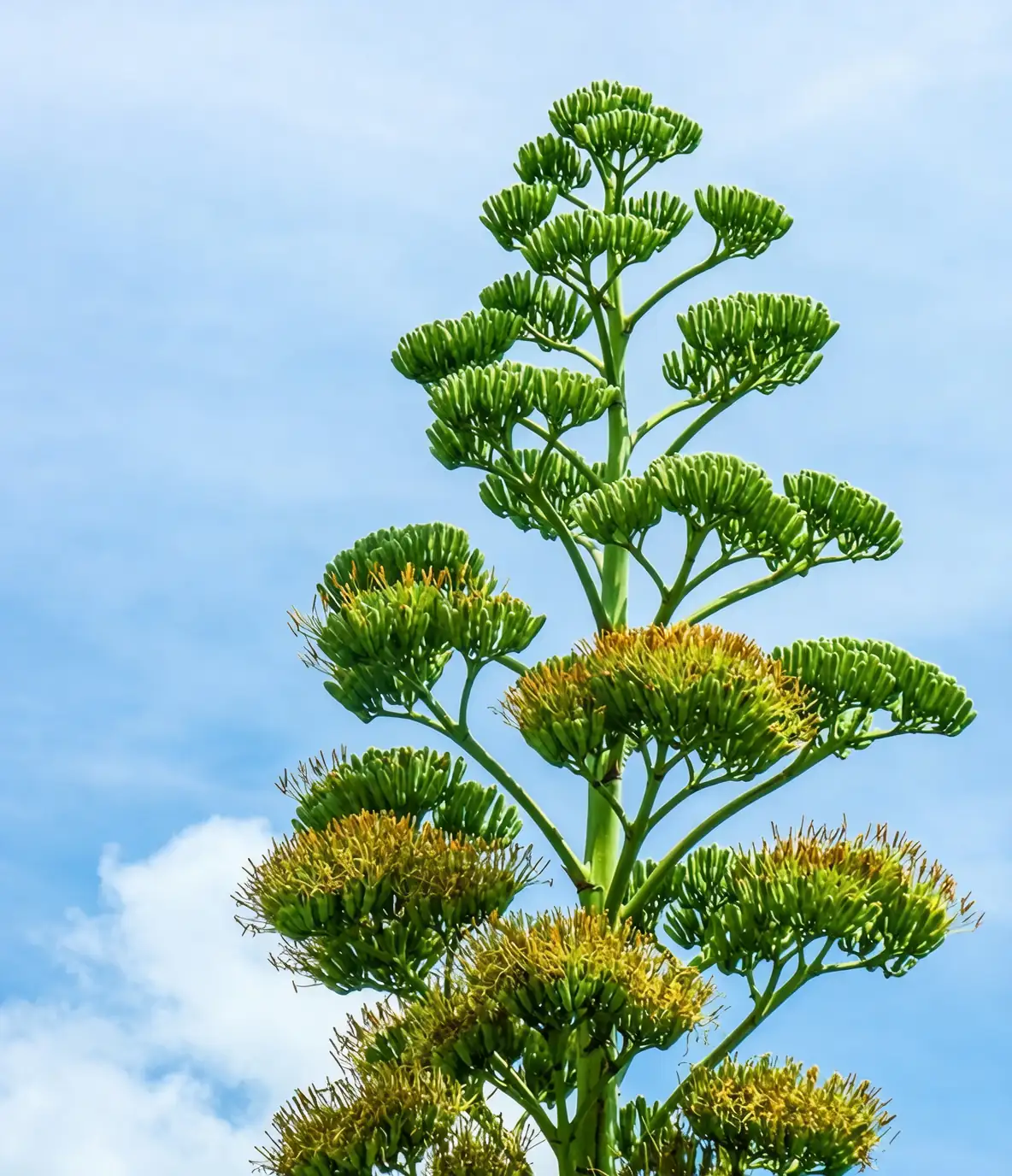 agave americana bulbils inflorescence close-up