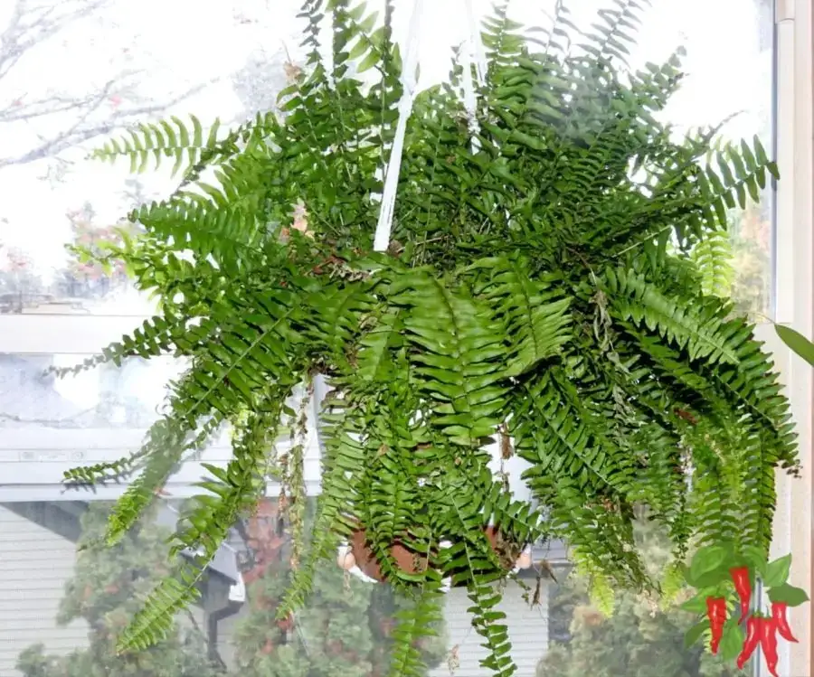 Caring for indoor ferns