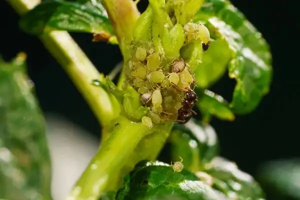 aphids on plant shoots