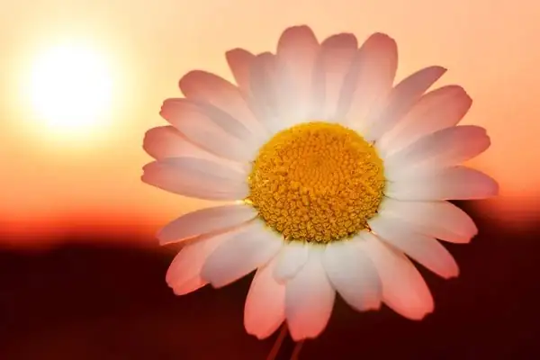 daisy petals closing sunset