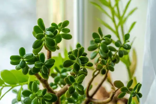 jade plant on windowsill