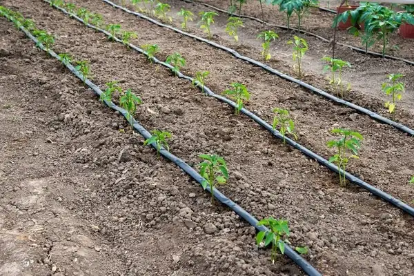 amaranth drip irrigation system