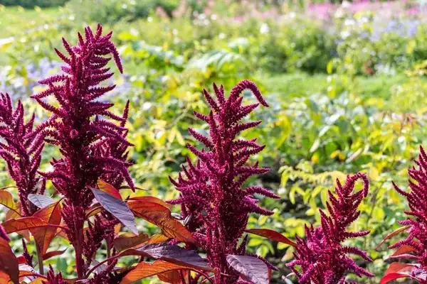 amaranthus in garden landscape